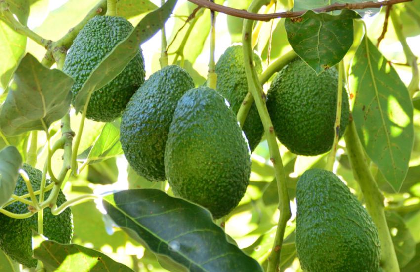 Aguacate-Arnulfo